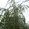 Treurberk (Betula Pendula 'Tristis')