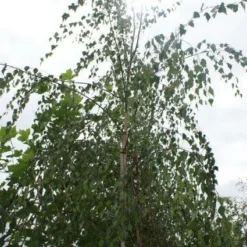 Treurberk (Betula Pendula 'Tristis')