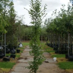 Haagbeuk Als Boom (Carpinus Betulus 'Fastigiata') -Groen Ziel Verkoop 20120213162014 25 1
