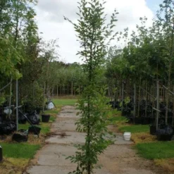 Haagbeuk Als Boom (Carpinus Betulus 'Fastigiata') -Groen Ziel Verkoop 20120213162058 25 1