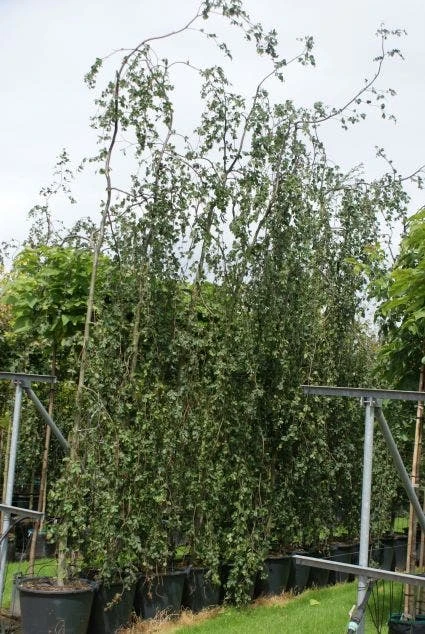 Treurbeuk (Fagus Sylvatica 'Pendula') 2 Treurbeuk (Fagus Sylvatica 'Pendula') - Afbeelding 2