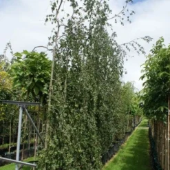 Treurbeuk (Fagus Sylvatica 'Pendula')