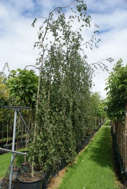 Treurbeuk (Fagus Sylvatica 'Pendula') 1 Treurbeuk (Fagus Sylvatica 'Pendula')