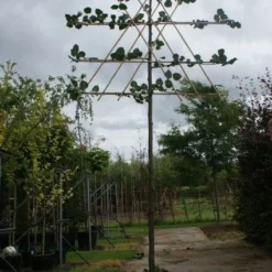 Leilinde (Tilia Vulgaris 'Pallida') -Groen Ziel Verkoop 20120213163129 12