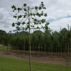 Leiplataan (Platanus Hispanica) -Groen Ziel Verkoop 20120213163331 13 1