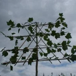 Leiplataan (Platanus Hispanica) -Groen Ziel Verkoop 20120213163531 12