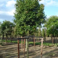 Glansmispel Als Boom (Photinia Fraseri 'Red Robin') 15 Glansmispel Als Boom (Photinia Fraseri 'Red Robin') -Groen Ziel Verkoop 20120214125941 9