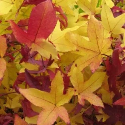 Amberboom Als Struik (Liquidambar Styraciflua) -Groen Ziel Verkoop 20120214132612 7