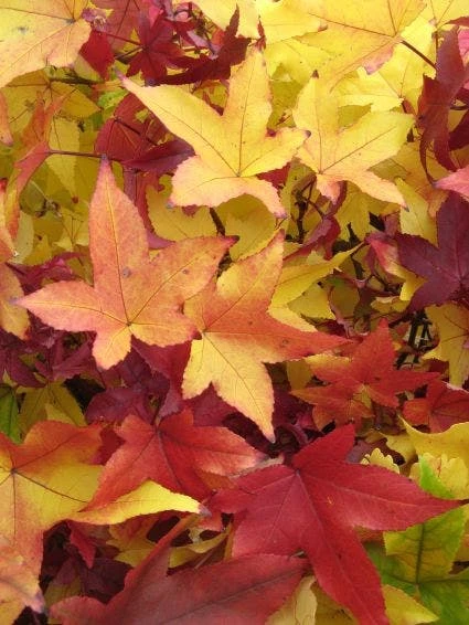 Amberboom Als Dakboom (Liquidambar Styraciflua) 3 Amberboom Als Dakboom (Liquidambar Styraciflua) - Afbeelding 3