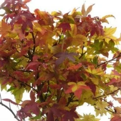 Amberboom (Liquidambar 'Gum Ball') 26 Amberboom (Liquidambar 'Gum Ball') -Groen Ziel Verkoop 20120214132928 10 1