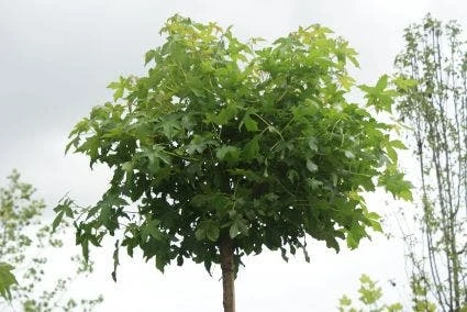 Amberboom (Liquidambar 'Gum Ball') 1 Amberboom (Liquidambar 'Gum Ball')