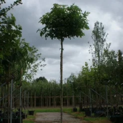 Amberboom (Liquidambar 'Gum Ball') 21 Amberboom (Liquidambar 'Gum Ball') -Groen Ziel Verkoop 20120214133049 10 1