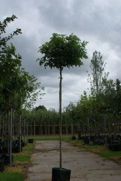 Amberboom (Liquidambar 'Gum Ball') 3 Amberboom (Liquidambar 'Gum Ball') - Afbeelding 3