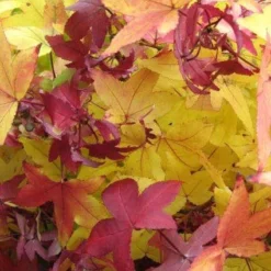 Amberboom (Liquidambar Styraciflua 'Worplesdon') 7 Amberboom (Liquidambar Styraciflua 'Worplesdon') -Groen Ziel Verkoop 20120214133347 20 1