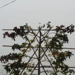 Amberboom Als Leiboom (Liquidambar Styraciflua) -Groen Ziel Verkoop 20120214133547 7