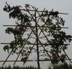 Amberboom Als Leiboom (Liquidambar Styraciflua) -Groen Ziel Verkoop 20120214133609 7