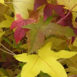 Amberboom Als Leiboom (Liquidambar Styraciflua) -Groen Ziel Verkoop 20120214133628 7