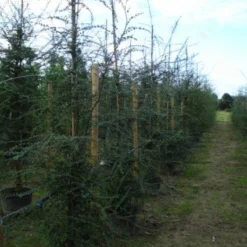 Schijnbeuk (Nothofagus Antarctica) -Groen Ziel Verkoop 20120214134552 10