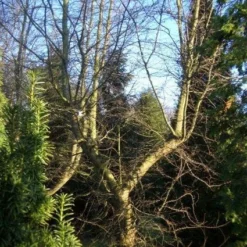 Schijnbeuk (Nothofagus Antarctica) -Groen Ziel Verkoop 20120214134607 10