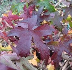 Amberboom Als Leivorm (Liquidambar Styraciflua 'Worplesdon')