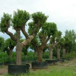 Witte Moerbei (Morus Alba) -Groen Ziel Verkoop 20120214140206 11