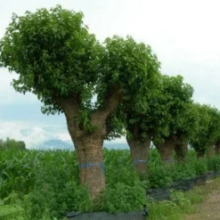 Witte Moerbei (Morus Alba) -Groen Ziel Verkoop 20120214140222 11 1