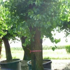 Witte Moerbei (Morus Alba) -Groen Ziel Verkoop 20120214140237 11