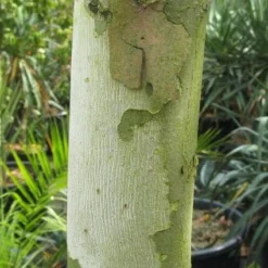 Bolplataan (Platanus 'Alphen's Globe') -Groen Ziel Verkoop 20120214140558 8