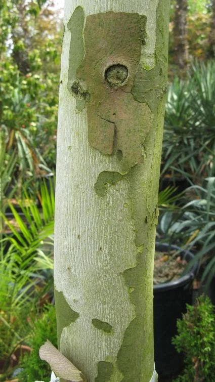 Dakplataan (Platanus Hispanica ) 4 Dakplataan (Platanus Hispanica ) - Afbeelding 4