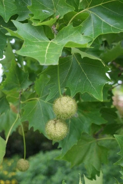 Dakplataan (Platanus Hispanica ) 3 Dakplataan (Platanus Hispanica ) - Afbeelding 3