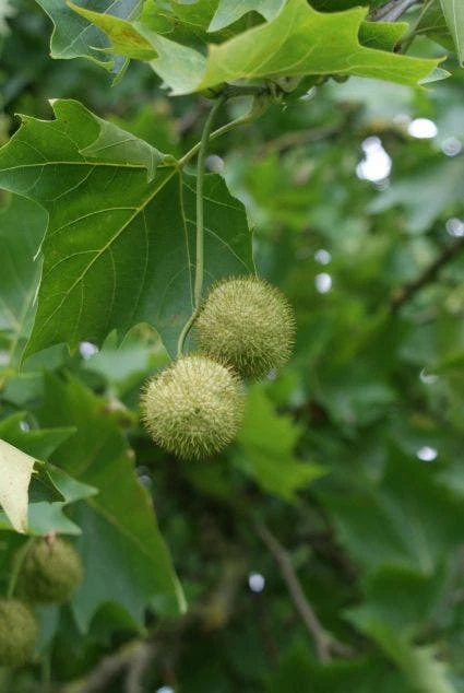 Plataan (Platanus Hispanica) 5 Plataan (Platanus Hispanica) - Afbeelding 5