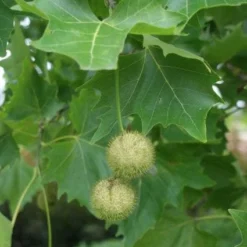 Plataan (Platanus Hispanica) 11 Plataan (Platanus Hispanica) -Groen Ziel Verkoop 20120214142551 13