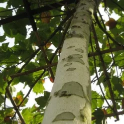 Plataan (Platanus Hispanica) 10 Plataan (Platanus Hispanica) -Groen Ziel Verkoop 20120214142613 13