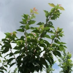 Japanse Sierkers (Prunus Serrulata 'Kanzan') -Groen Ziel Verkoop 20120214142932 16 1