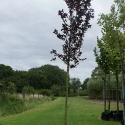 Rode Kerspruim Als Boom (Prunus Cerasifera 'Nigra') 12 Rode Kerspruim Als Boom (Prunus Cerasifera 'Nigra') -Groen Ziel Verkoop 20120214143020 16