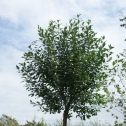 Bolprunus (Prunus Eminens 'Umbraculifera') 10 Bolprunus (Prunus Eminens 'Umbraculifera') -Groen Ziel Verkoop 20120214143234 16