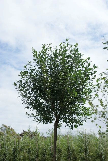 Bolprunus (Prunus Eminens 'Umbraculifera') 4 Bolprunus (Prunus Eminens 'Umbraculifera') - Afbeelding 4