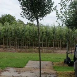 Bolprunus (Prunus Eminens 'Umbraculifera') 9 Bolprunus (Prunus Eminens 'Umbraculifera') -Groen Ziel Verkoop 20120214143257 16