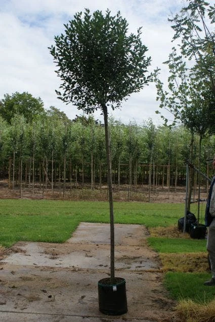 Bolprunus (Prunus Eminens 'Umbraculifera') 3 Bolprunus (Prunus Eminens 'Umbraculifera') - Afbeelding 3