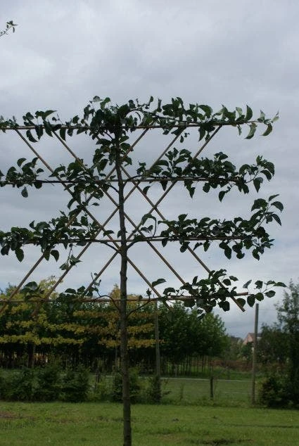 Sierpeer Als Leiboom (Pyrus Calleryana 'Chanticleer') 2 Sierpeer Als Leiboom (Pyrus Calleryana 'Chanticleer') - Afbeelding 2