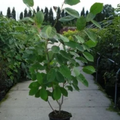 Beverboom (Magnolia Sieboldii) 8 Beverboom (Magnolia Sieboldii) -Groen Ziel Verkoop 20120214144004 8