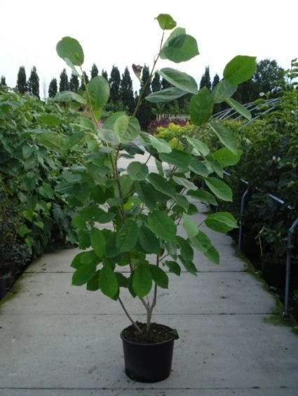 Beverboom (Magnolia Sieboldii) 4 Beverboom (Magnolia Sieboldii) - Afbeelding 4