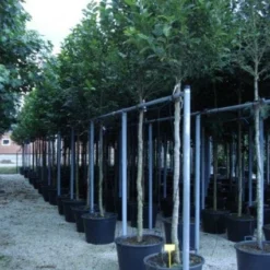 Beverboom (Magnolia Kobus) -Groen Ziel Verkoop 20120214144339 19