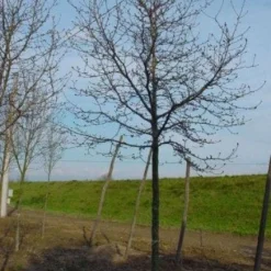 Beverboom (Magnolia Kobus) -Groen Ziel Verkoop 20120214144416 19