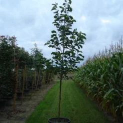 Beverboom (Magnolia 'Yellow River') 6 Beverboom (Magnolia 'Yellow River') -Groen Ziel Verkoop 20120214144525 2 1