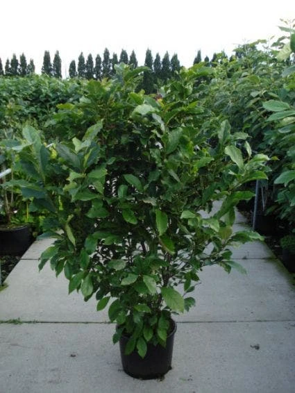 Beverboom, Struik (Magnolia Susan) 5 Beverboom, Struik (Magnolia Susan) - Afbeelding 5