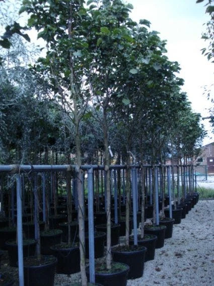 Beverboom (Magnolia 'Galaxy') 3 Beverboom (Magnolia 'Galaxy') - Afbeelding 3