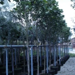 Beverboom (Magnolia 'Galaxy') -Groen Ziel Verkoop 20120214144656 7