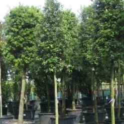 Steeneik Als Boom (Quercus Ilex) 22 Steeneik Als Boom (Quercus Ilex) -Groen Ziel Verkoop 20120214144759 14 2