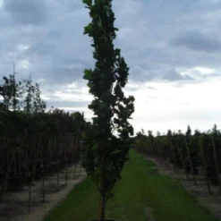 Tulpenboom (Liriodendron Tulipfera 'Fastigiata') -Groen Ziel Verkoop 20120214150926 6